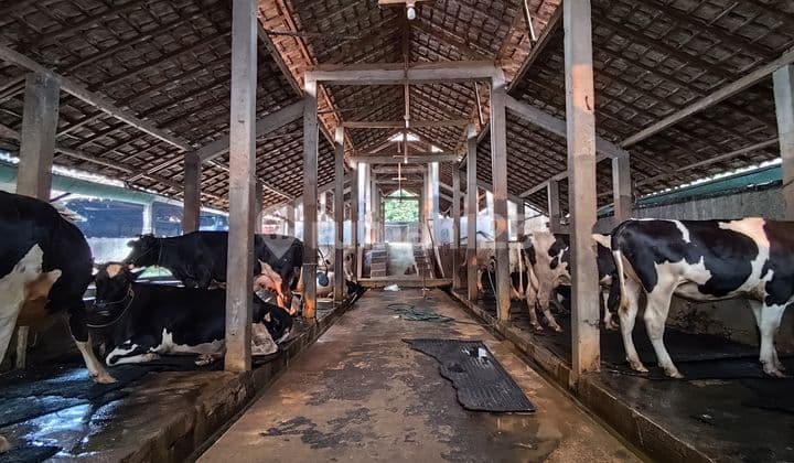 Lahan Peternakan Sapi dan Operasional Usahanya di Pondok Rangon