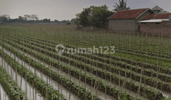 Jual Tanah Sawah, Terdiri 2 Kavling Depan - Belakang, Dibatasi Pematang