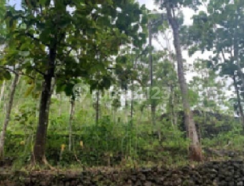 Tanah Murah di Daerah Donorojo, Pacitan