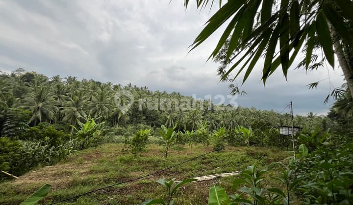 Tanah Murah di Daerah Songgon, Banyuwangi
