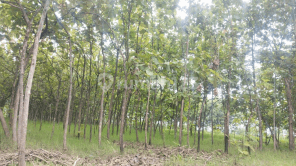 Tanah Murah di Daerah Tawangharjo, Grobogan