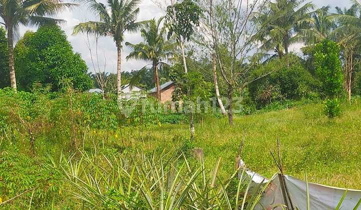 Tanah Murah di Daerah Sei Bingai, Langkat