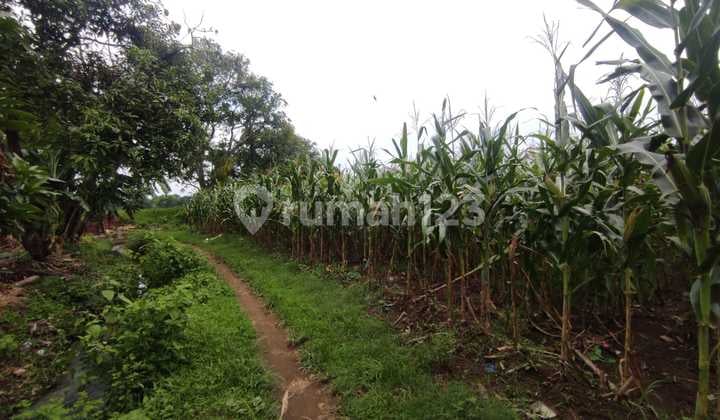 Tanah Murah di Daerah Kejayan, Pasuruan