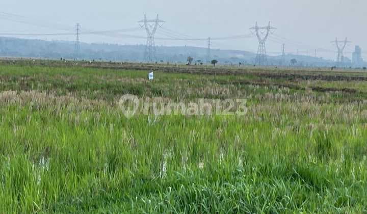 Tanah Murah di Daerah Tanggungharjo, Grobogan