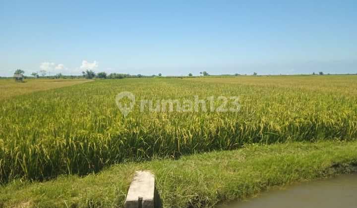 Tanah Murah di Daerah Mangaran, Situbondo