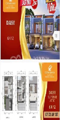 Cluster Type Daisy Superior 3Lt Citragrand