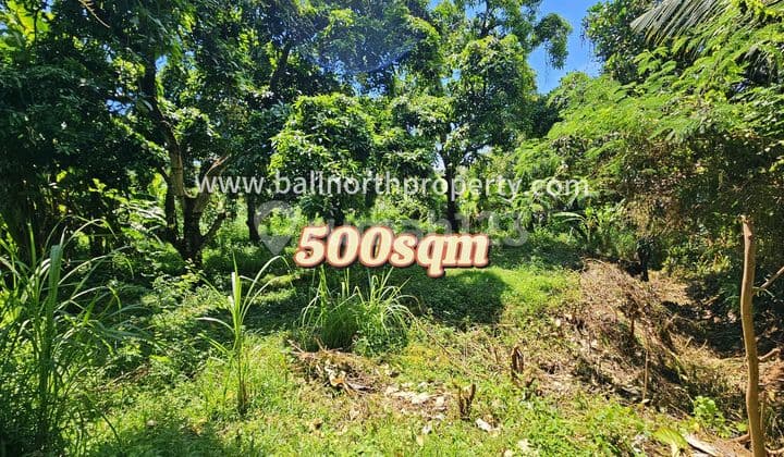 Prime Land For Sale In Lovina North Of Bali
