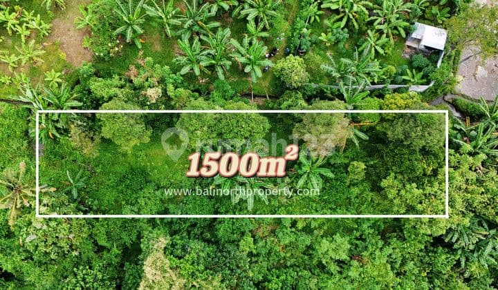 Prime Hillside Land For Sale In Sambangan Village North Bali