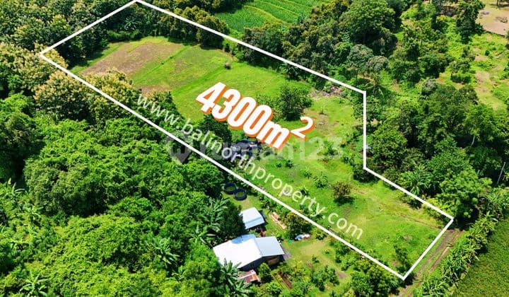 Dijual Tanah Murah Dikawasan Lovina Buleleng Bali Utara