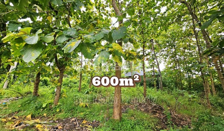 Exclisive Corner Land For Sale In Lovina North Bali