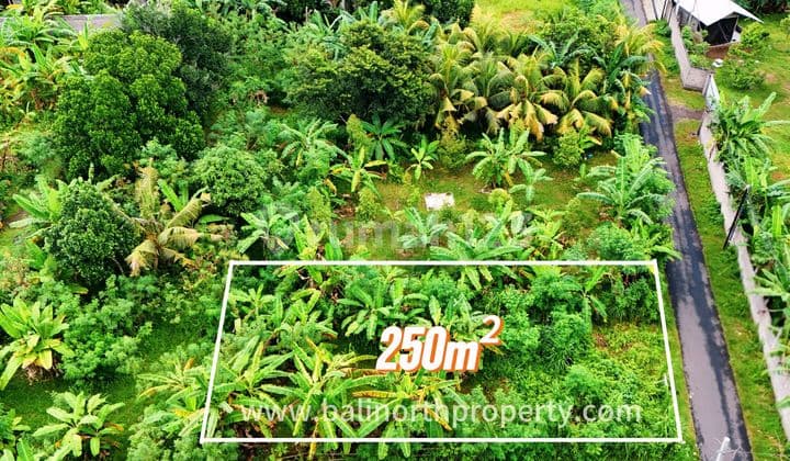 Ultra Prime Land For Sale In Central Lovina North Bali