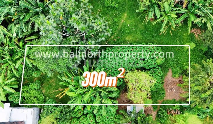 Prime Land For Sale In Central Lovina North Bali