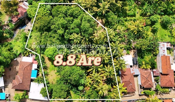Exclusive Tropical Land For Sale In Lovina North Bali