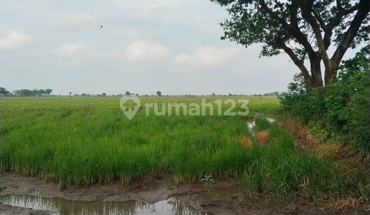 Jual Tanah di Kapetakan Kabupaten Cirebon