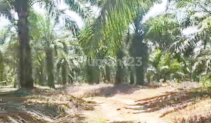 Dijual Cepat Lahan 70 Hektar di Simalungun, untuk Ladang Sawit