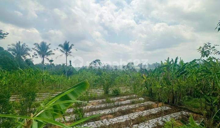 Tanah Dijual di Desa Kerta, Payangan, Ubud. Free Hold. Posisi Tanah Tertinggi, View 360Deg