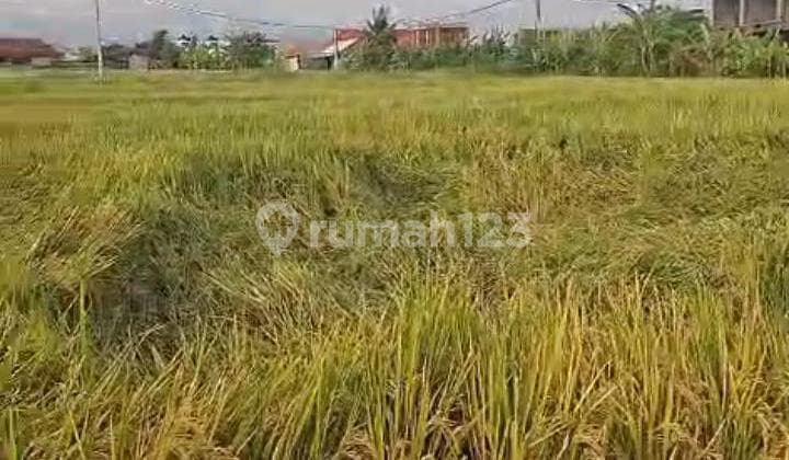 For Rent Tanah Seseh Mengwi Zona Pink Ada 2 Tanah