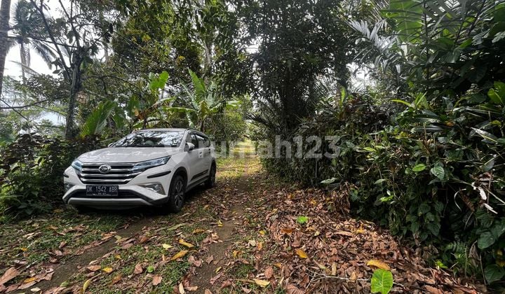 Dijual Tanah Kebun Durian Produktif di Sanda Tabanan - Bali