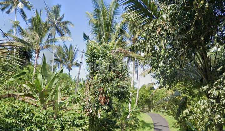 Dijual Tanah Kebun Premium Butuh Uang di Tabanan Bali