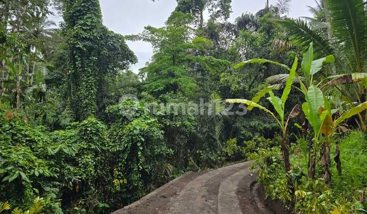 Dijual Tanah Kebun Premium di Desa Dalang Tabanan Bali