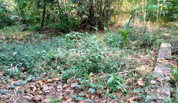 Fast Sale Cheap Land in Back of UII Hospital, Bantul