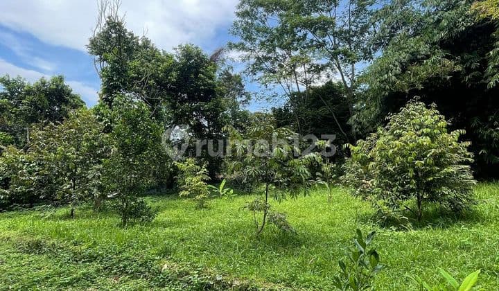 Dijual Cepat Tanah Kebun Murah Ada. Pohon Duren Sudah Buah Lokasi Strategis Dekat Perumahan Citra Indah.city