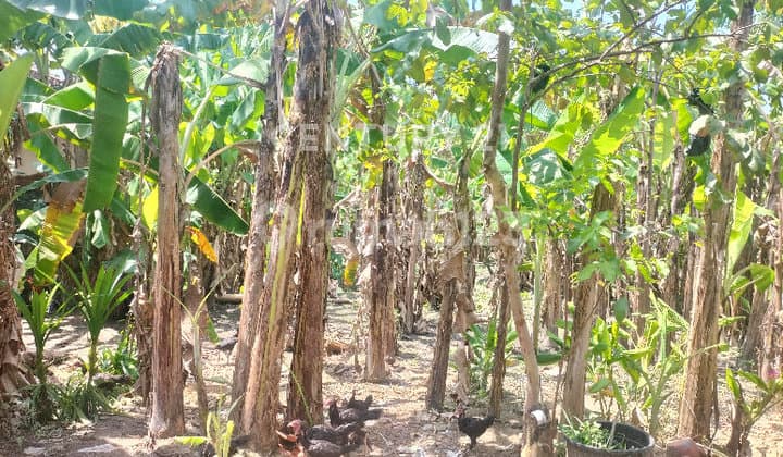 Rumah Lama Dijual Hitung Harga Tanah Saja, Suasananya Asri