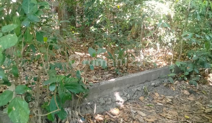 ✅ di Sewakan Tanah Murah ✅**Lokasi Umalas 1**Luas Tanah 7 Are*