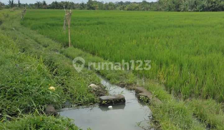 *✅ Productive Rice Field Land for Sale ✅**Location: Kaba-Kaba**Land Area: 2050 M2*