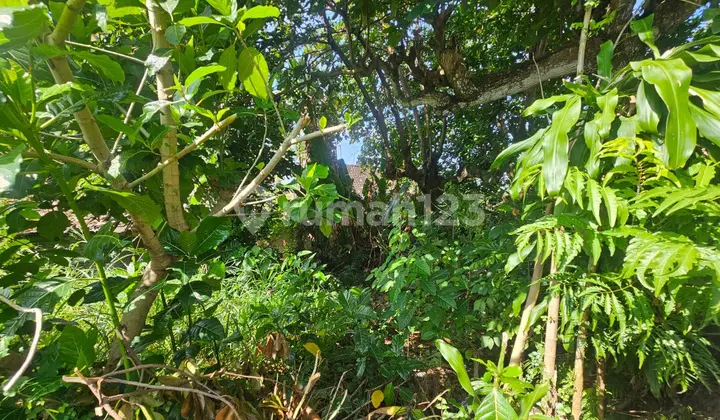 Land For Sale - Prime Location in Kuwum, Near Semer, Umalas Kerobokan