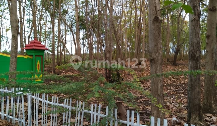 Hotspot Pariwisata Gunungkidul! Tanah Baron KM 5 Wonosari - Jalur Wisata Siap Dikembangkan Skala Besar