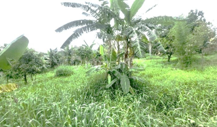 Tanah Dijual Tajur Halang