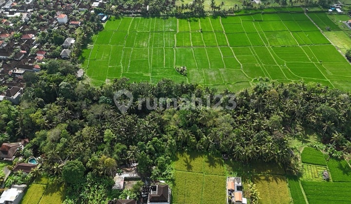 Scenic Pink Zone Land For Leasehold In Ubud