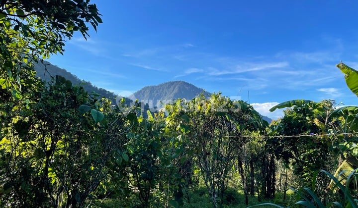 94 Are Freehold Land For Sale In Munduk