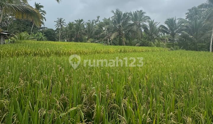 Leasehold Land In Ubud