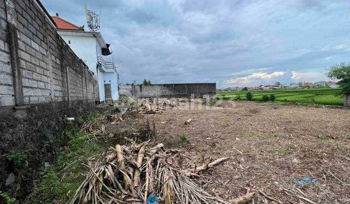 Prime 7 Are Yellow Zone With Rice Field View Land In Buduk