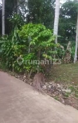 Di Jual Cepat Kebun Buah di Jonggol Bogor