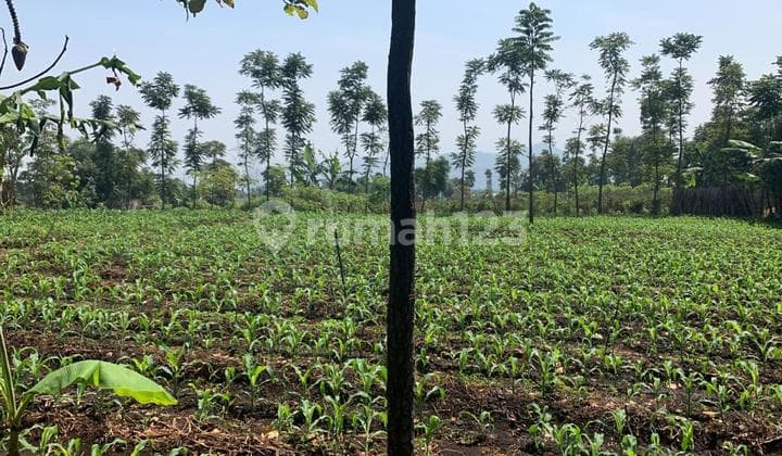 Jual Tanah Arjasari Cocok Untuk Kebun Sayuran
