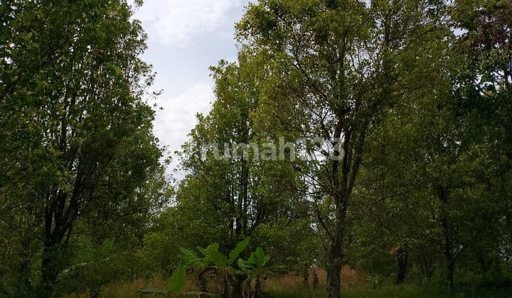 Tanah Kebun Cengkeh Cikelet Garut Surat Hgb