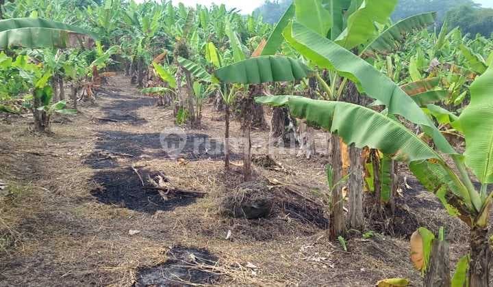 Tanah Murah Kawasan Pemukiman Perkotaan Limbangan Garut