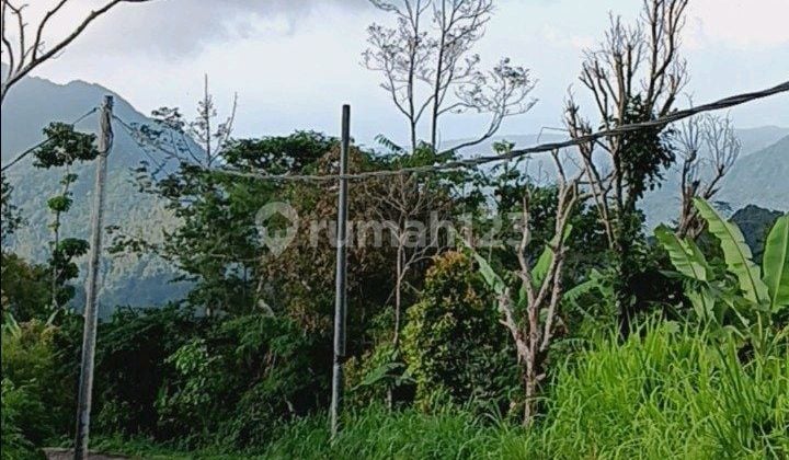 Avocado Productive Garden Area Sukasada Buleleng Bali
