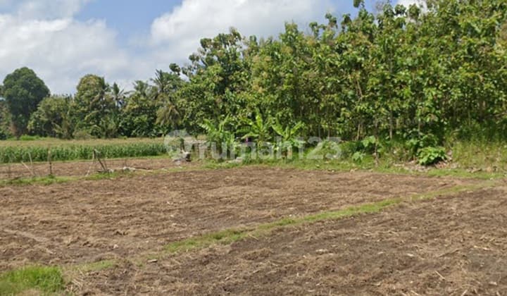 Dijual Tanah 3621m2 Watukebo Rogojampi Banyuwangi Jawa Timur