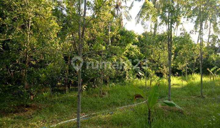 Clove plantation for sale in Kubucepat area, Buleleng Bali