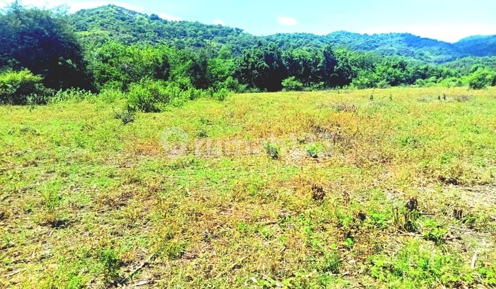 Dijual Tanah Los Pantai Tanjung Bila Sumbawa Nusa Tenggara Barat