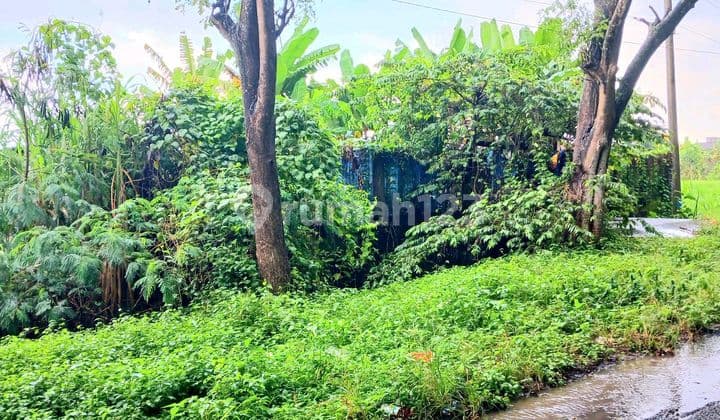 Tanah 2484 M2 Jl Ida Bagus Mantra Dawan Klungkung Bali