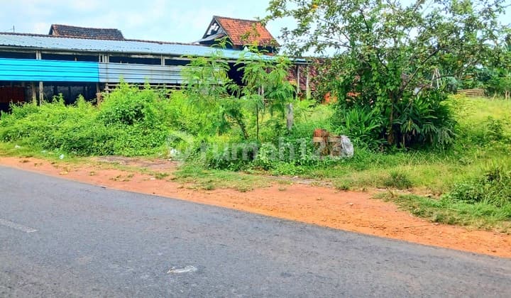 Dikontrakkan Tanah Di Darmasaba Abiansemal Badung Bali