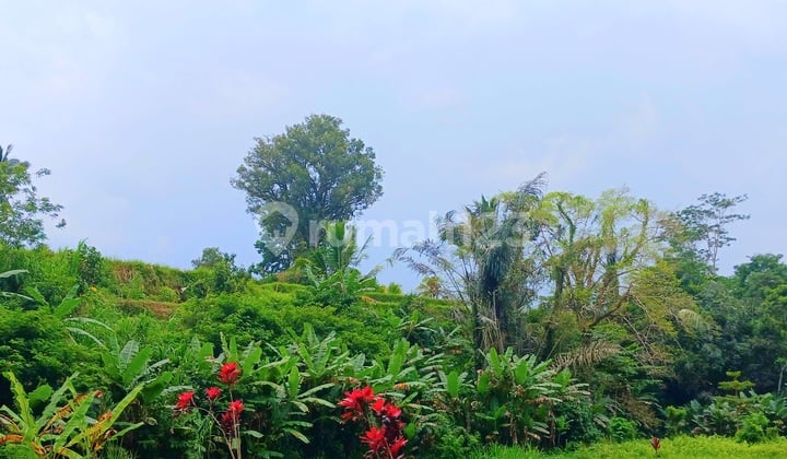 Land in Pupuan near Tegallalang, Gianyar, Bali