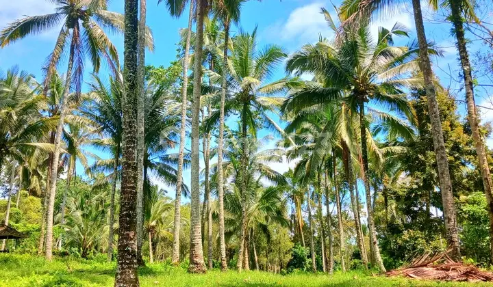 Tanah Gunung Salak Kemetug Selemadeg Timur Dkt Manca Resto Bali