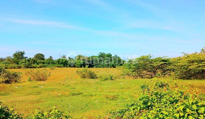 Tanah 9901 M2 Dkt Pelabuhan Pengambengan Negara Jembrana Bali