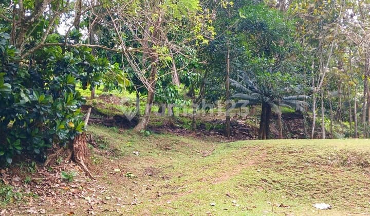 Disewakan Tanah Pinggir Sungai di Manikyang Selemadeg Tabanan Bali